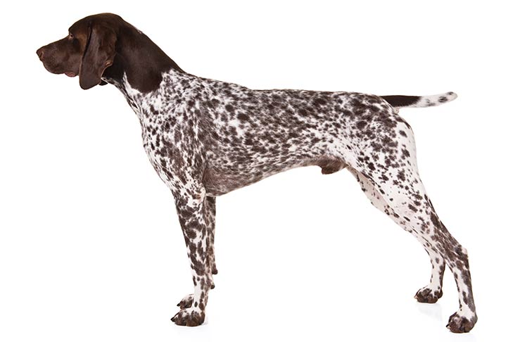 Pharmadna Combibreed German Shorthaired Pointer