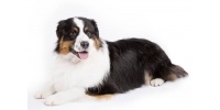 australian-shepherd