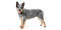 australian_cattle_dog