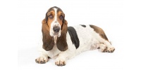 basset-hound