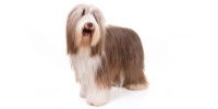 bearded-collie