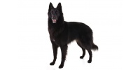 belgium_shepherd_dog