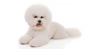 bichon_frise