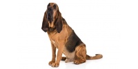 bloodhound