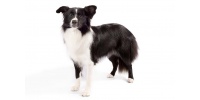 border-collie