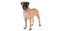 bullmastiff