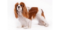 cavalier_king_charles_spaniel