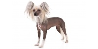 chinese-crested-on