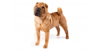 chinese-shar-pei