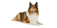 collie_rough