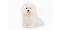 coton_de_tulear