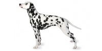 dalmatian