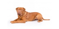 dogue-de-bordeaux