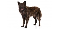 dutch_shepherd_dog