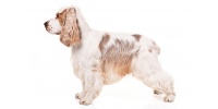 english-cocker-spaniel-on