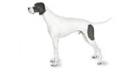 english_pointer