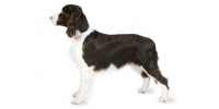 english_springer_spaniel