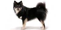 finnish_lapphund