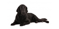 flat-coated-retriever