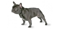 french_bulldog