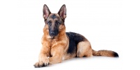 german-shepherd