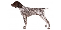 german-shorthaired-pointer