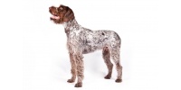 german-wirehaired-pointer