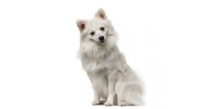 german_spitz