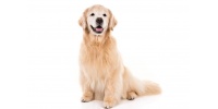 golden-retriever