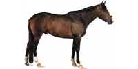 DNA profile Horse