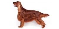 irish-setter