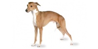 italian_greyhound