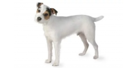 jack_russell_terrier