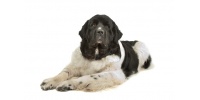 landseer-newfoundland