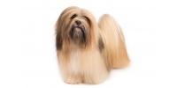 lhasa_apso