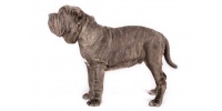 neapolitan_mastiff