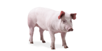 pig