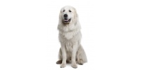 pyrenean_mountain_dog