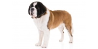 saint_bernard