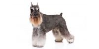 schnauzer