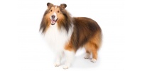 shetland-sheepdog