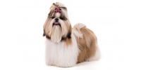 shih_tzu