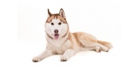 siberian_husky