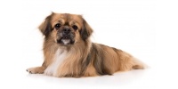 tibetan-spaniel