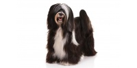 tibetan_terrier