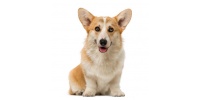 welsh_corgi_pembroke