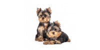 yorkshire_terrier