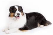 australian-shepherd