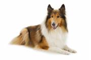 collie_rough