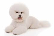 bichon_frise